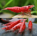 A GRADE CHERRY SHRIMP