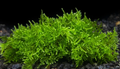 Christmas  Moss - 30g portion