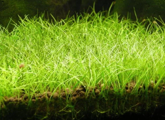 Eleocharis Acicularis ( dwarf hairgrass) potted