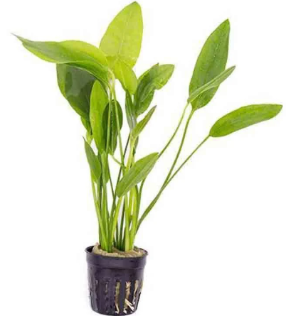 echinodorus grandiflorus