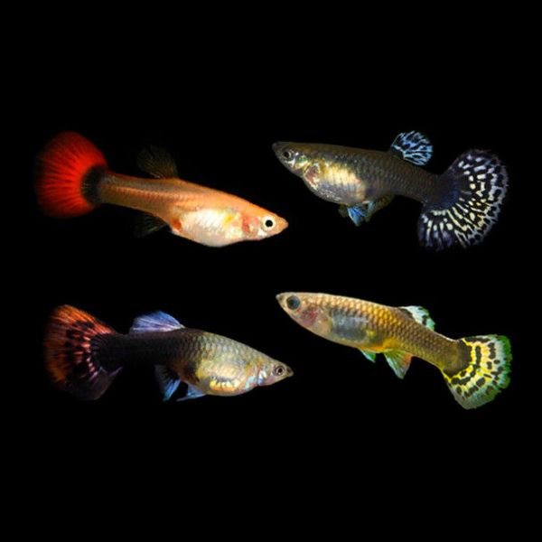 SHOW GUPPY FEMALES