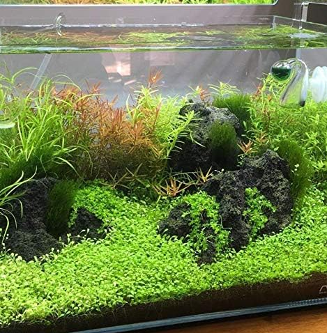 Glossostigma elatinoides (glosso)