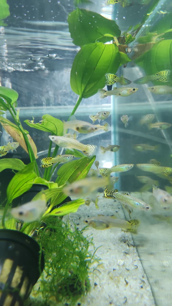 Green cobra Guppy pairs
