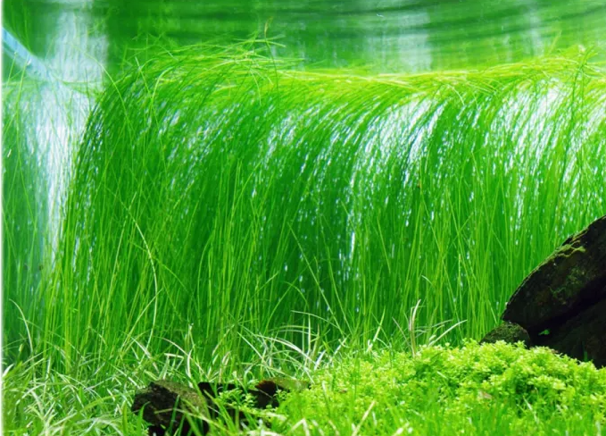 Eleocharis vivipara (Long-hair grass)