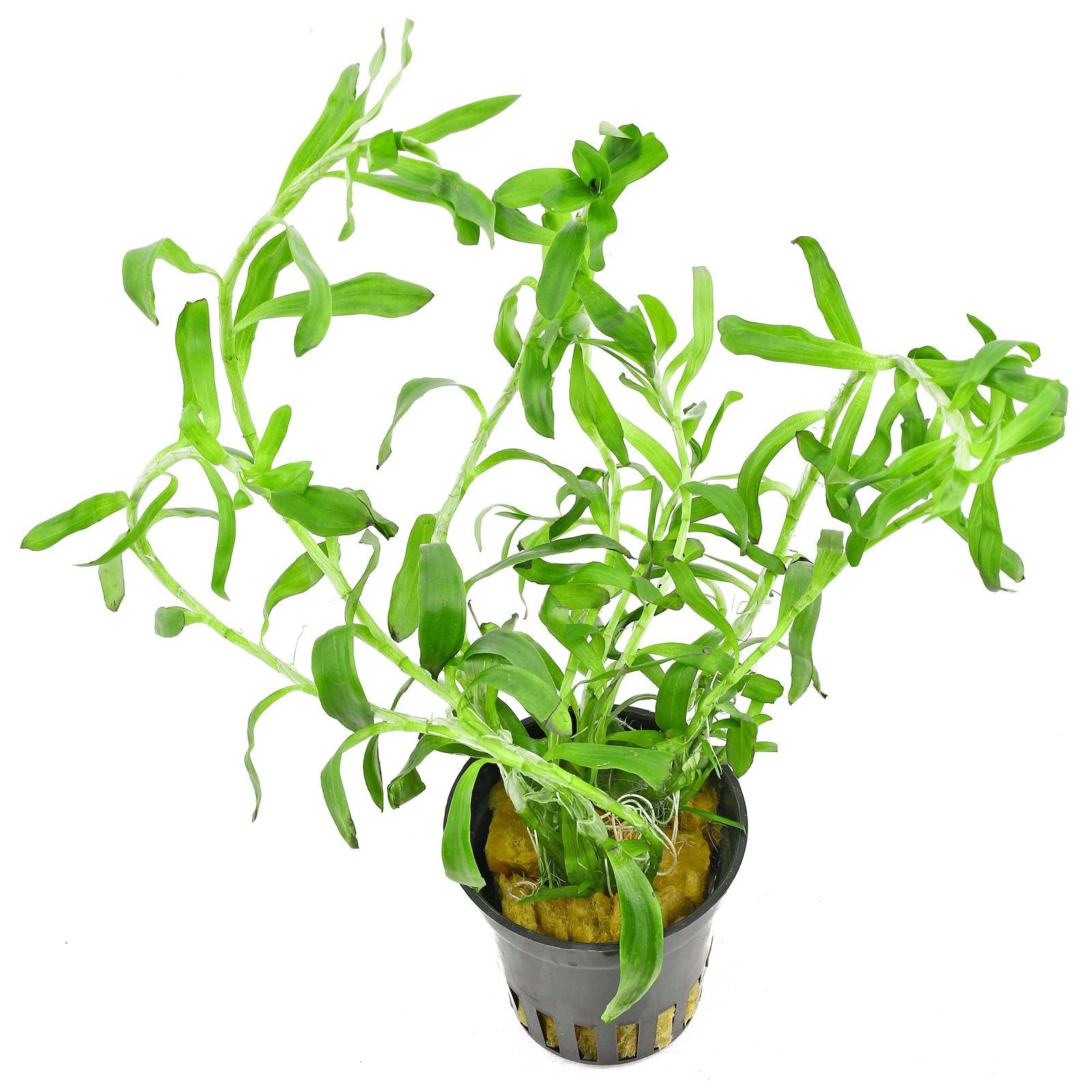 (Star Grass)-Heteranthera zosterifolia