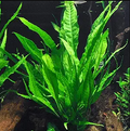 Assorted Java fern