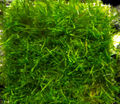 java moss- 30g portion