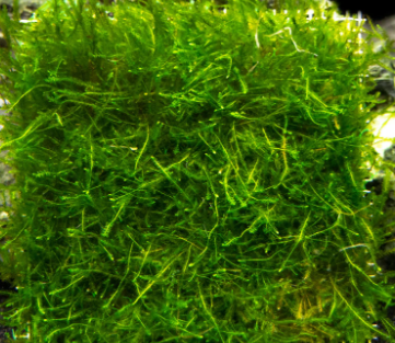 java moss- 30g portion