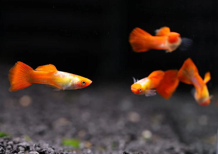 KUHAKU KOI PURE STRAIN  GUPPY PAIRS