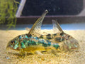Longfin pepper corydora