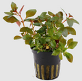 Ludwigia Repens Red