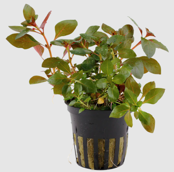 Ludwigia Repens Red