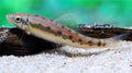 MARBLED SIAMESE ALGAE EATER
