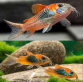Orange Venezuelan corydora 3cm
