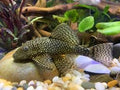 COMMON BRISTLENOSE PLECO